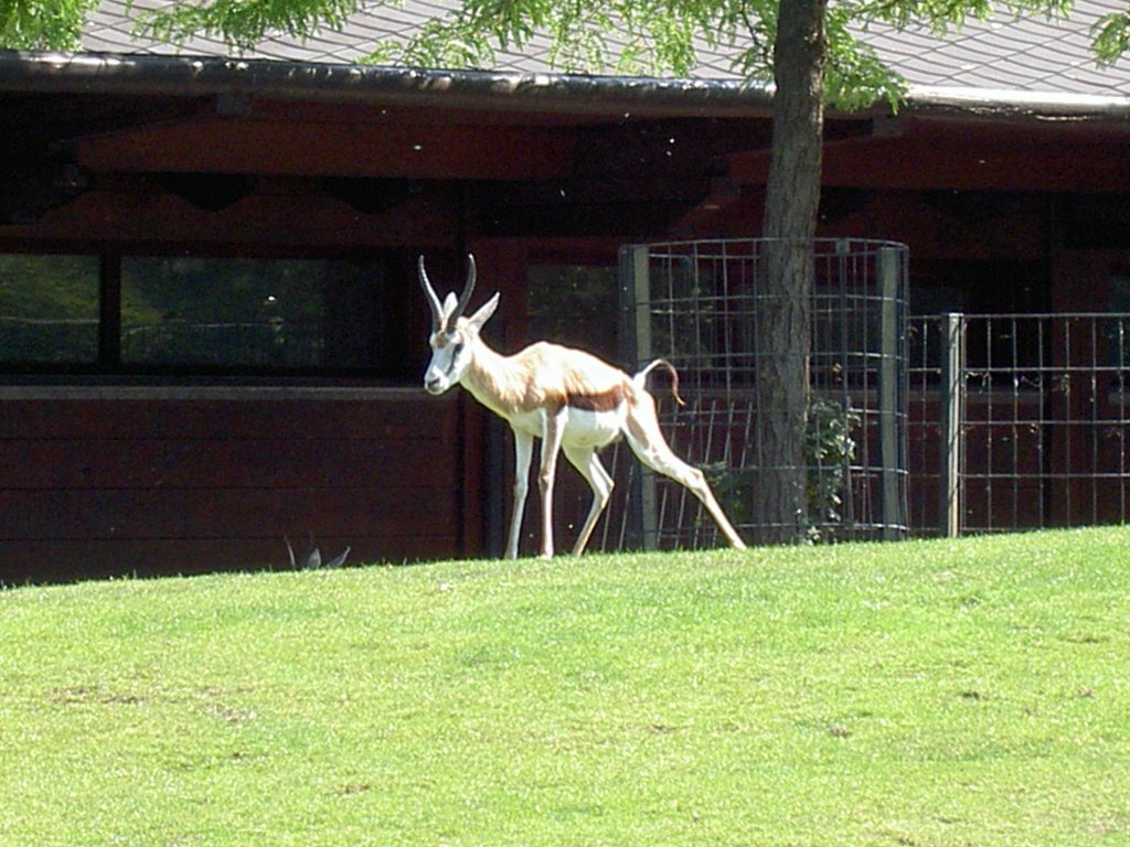 Paparazzifoto eines Springbocks (Antidorcas marsupialis) in einer unpsslichen Situation. Berlin Zoologischen Garten am 20.5.2007. 

 
