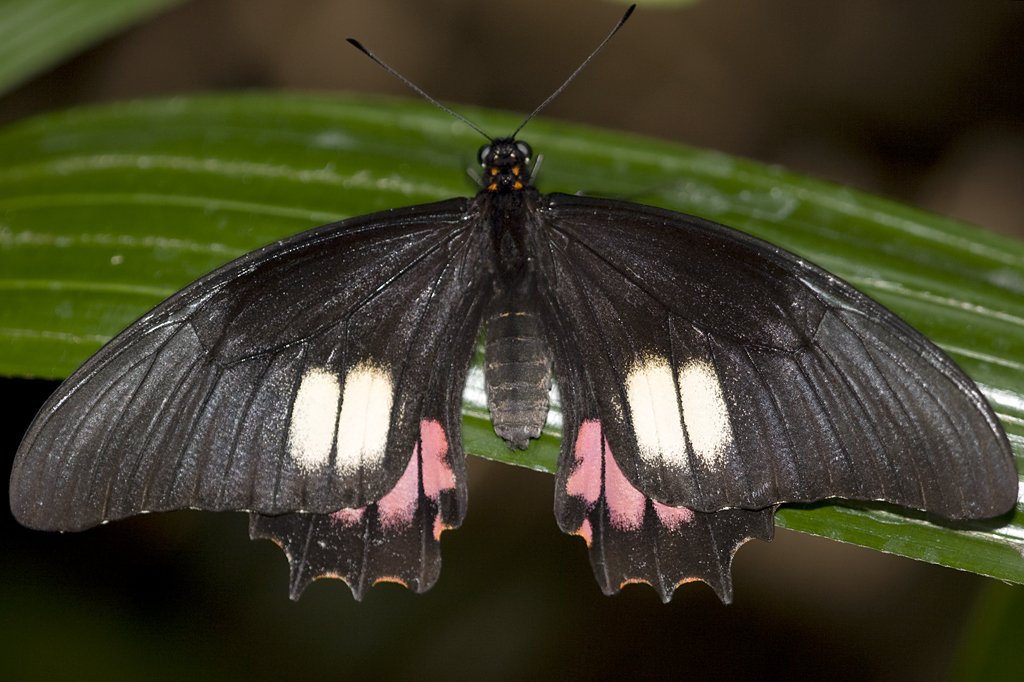 Papilionidae, Eurytides ariarathes, 05.05.2007, Hunawihr,
Frankreich