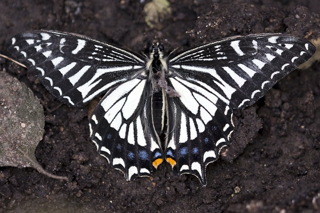 Papilionidae, Papilio hospiton, 22.03.2008, Hunawihr,
Frankreich