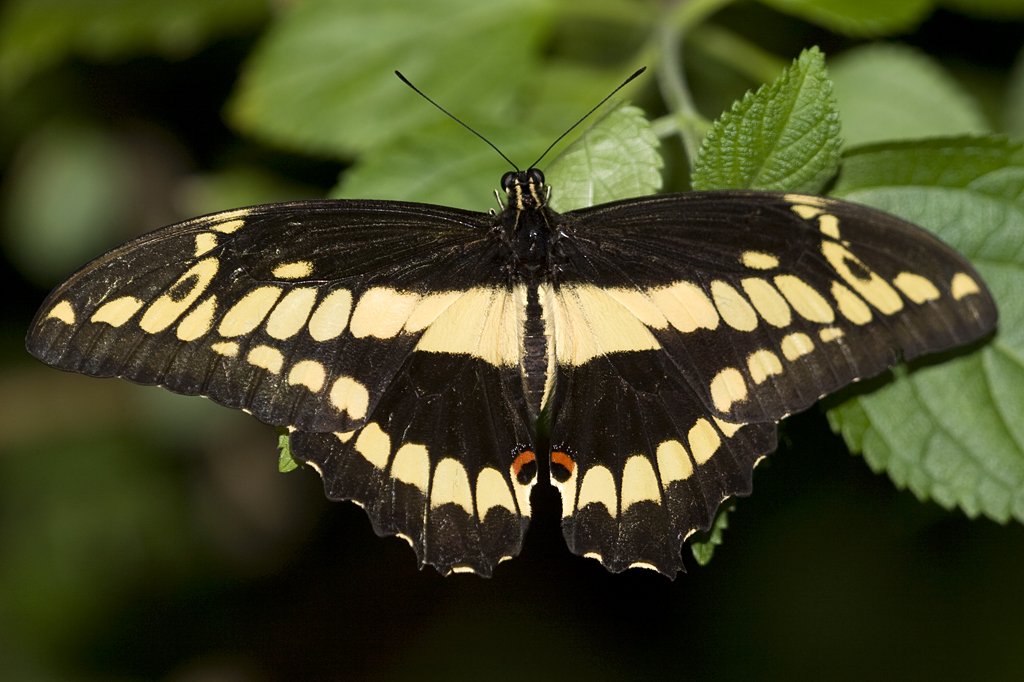 Papilionidae, Papilio ornythion, 05.05.2007, Hunawihr,
Frankreich