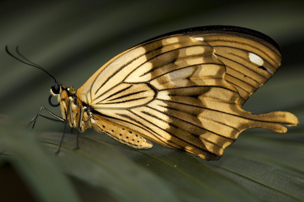 Papilionidae, Papilio phorcas, 05.05.2007, Hunawihr,
Frankreich