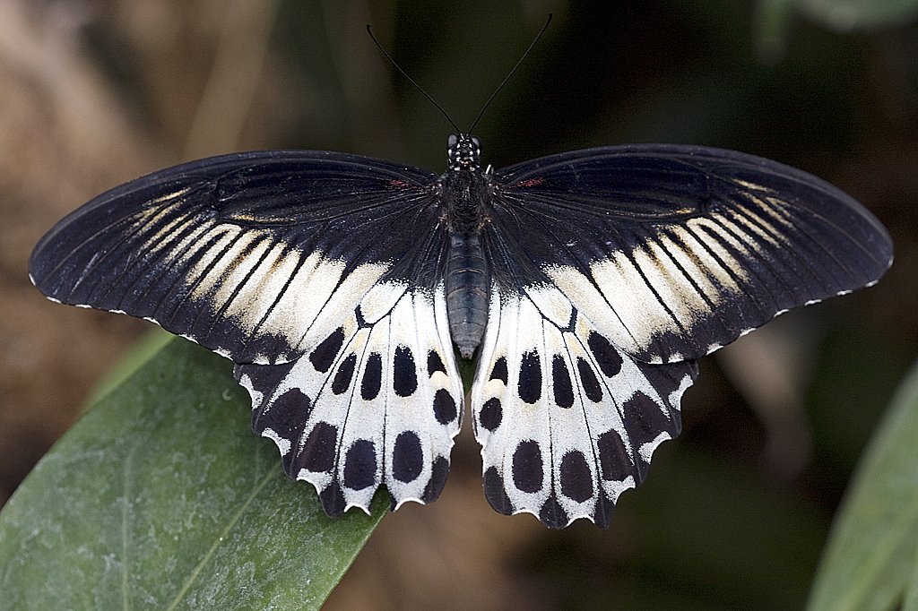 Papilionidae, Papilio polymnestor, 22.03-2008, Hunawihr,
Frankreich