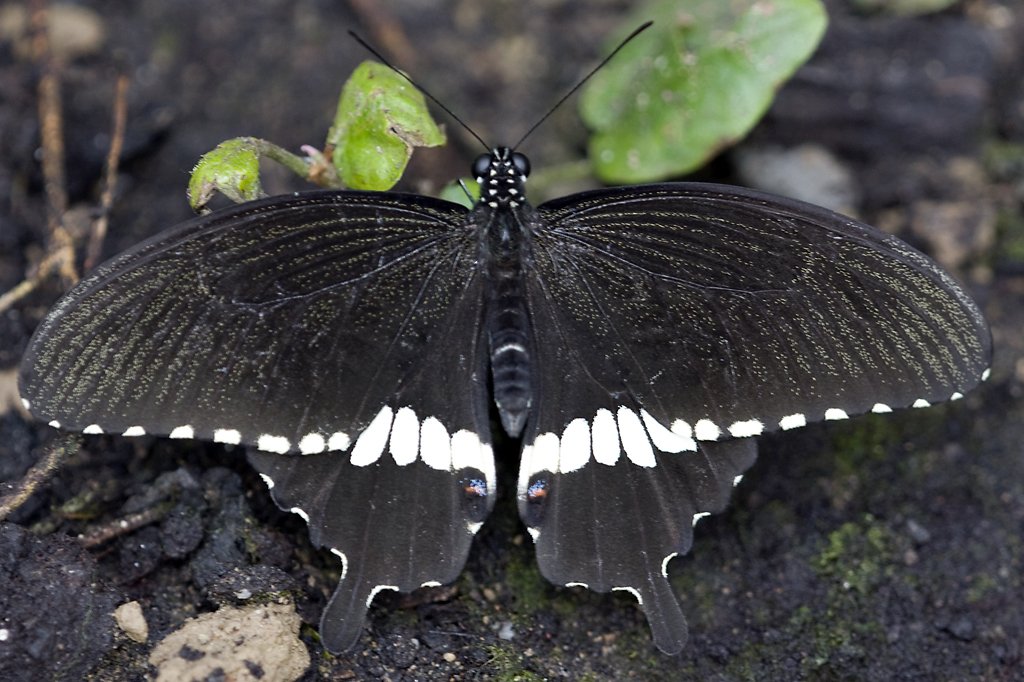 Papilionidae, Papilio polytes, 22.03.2008, Hunawihr,
Frankreich