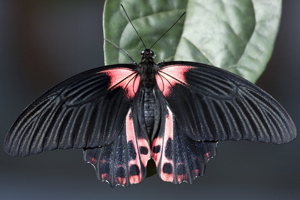 Papilionidae, Papilio rumanzovia, 05.04.2008, Stuttgart