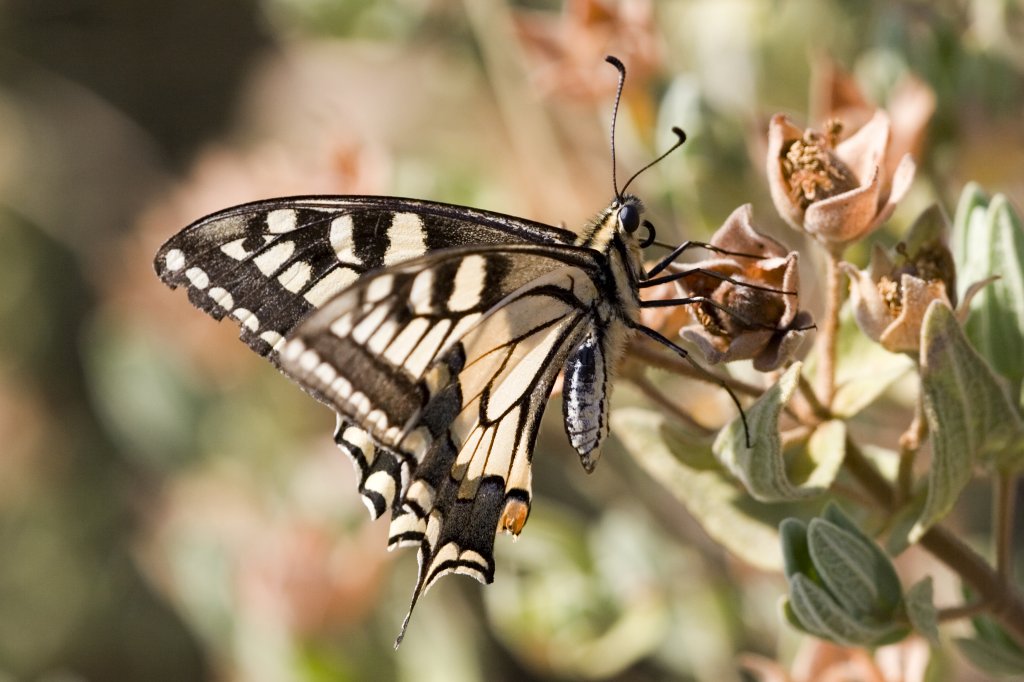 Papilionidae, Schwalbenschwanz, Papilio Machaon, 13.06.2007, Rosas, Spanien