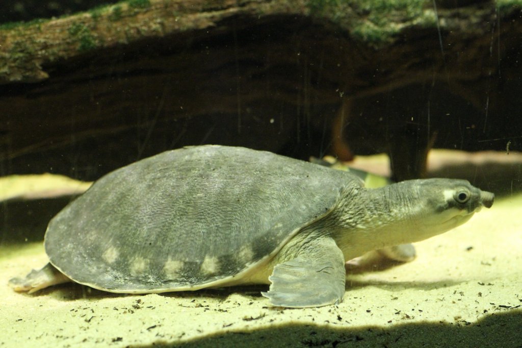 Papua-Weichschildkrte (Carettochelys insculpta) am 9.2.2010 im Vivarium Karlsruhe.