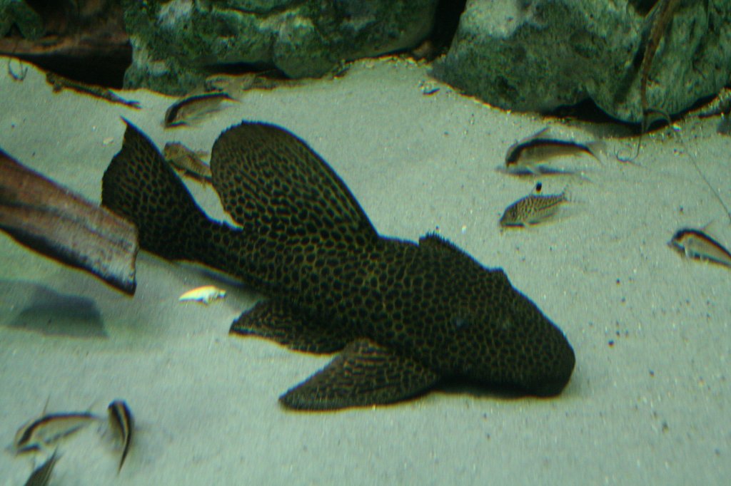 Paran-Riesenkaktuswels (Megalancistrus parananus) oder auch als  L 113  =  L 234  ) bezeichnet am 12.12.2009 im Zoo-Aquarium Berlin