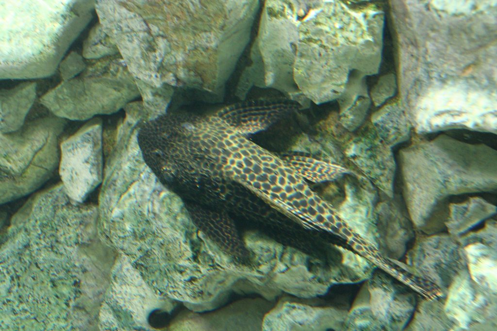 Paran-Riesenkaktuswels (Megalancistrus parananus) oder auch als  L 113  =  L 234  ) am 12.12.2009 im Zoo-Aquarium Berlin.