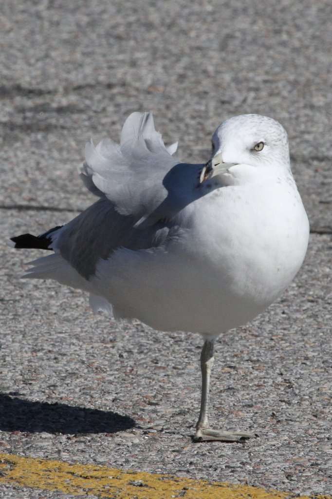 Parkwchter am Torontoer Zoo. Ringschnabelmwe (Larus delawarensis) am 13.9.2010 auf dem Zooparkplatz.