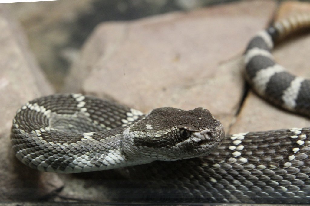 Pazifik-Klapperschlange (Crotalus oreganus) am 13.9.2010 im Toronto Zoo.