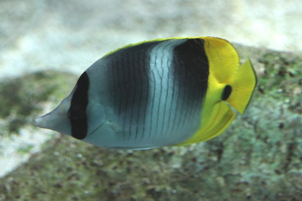 Pazifischer Doppelsattel-Falterfisch (Chaetodon ulietensis) am 19.3.2010 im Zooaquarium Basel.