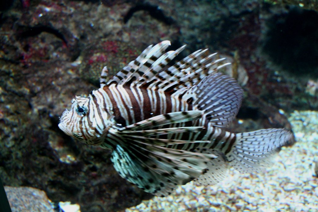 Pazifischer Rotfeuerfisch (Pterois volitans) am 12.12.2009 im Zoo-Aquarium Berlin.