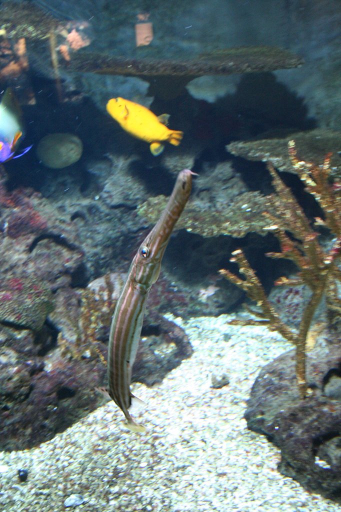 Pazifischer Trompetenfisch (Aulostomus chinensis) am 12.12.2009 im Zoo-Aquarium Berlin.