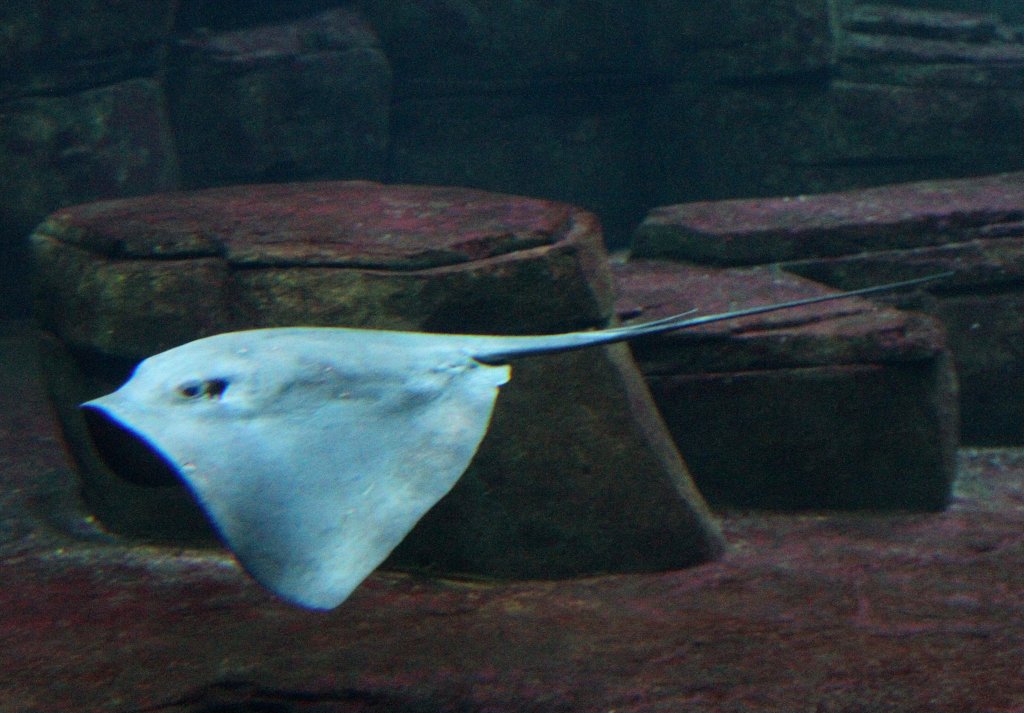 Pelagischer Stechrochen oder Freiwasser-Stechrochen (Pteroplatytrygon violacea) am 12.3.2010 im Zooaquarium Berlin.