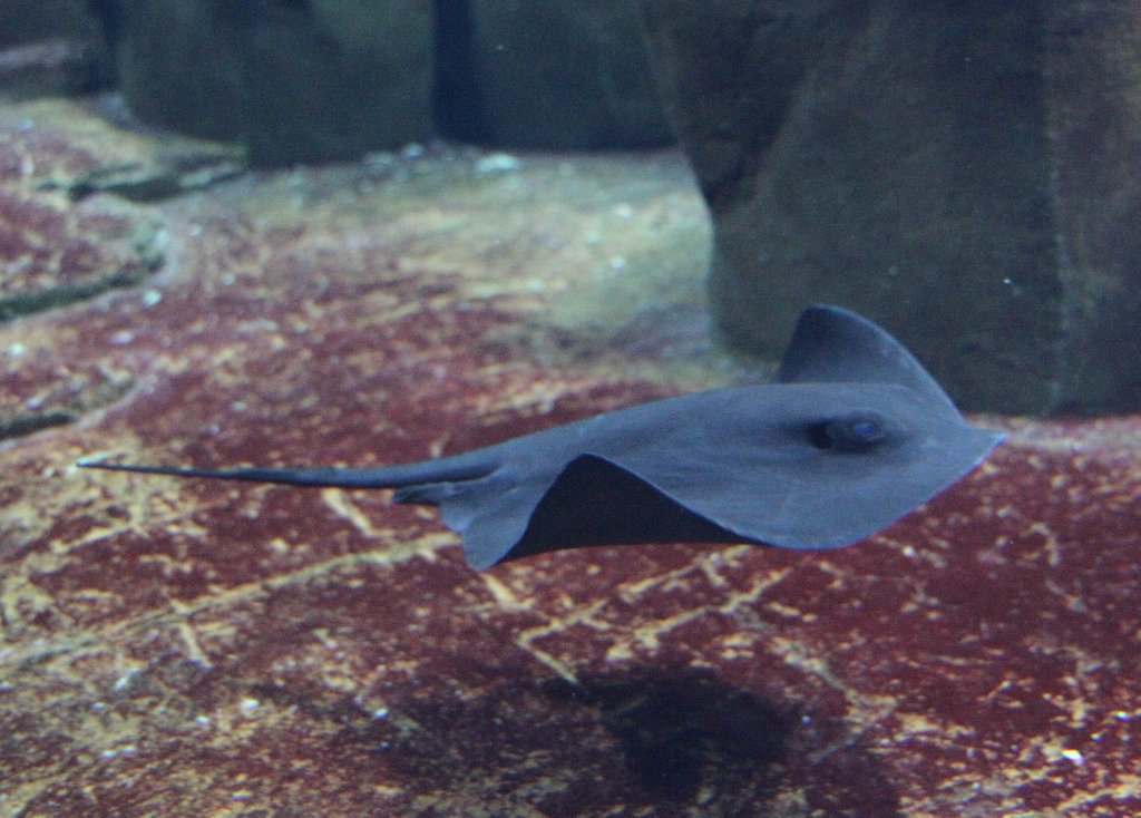 Pelagischer Stechrochen oder Freiwasser-Stechrochen (Pteroplatytrygon violacea) am 12.3.2010 im Zooaquarium Berlin.