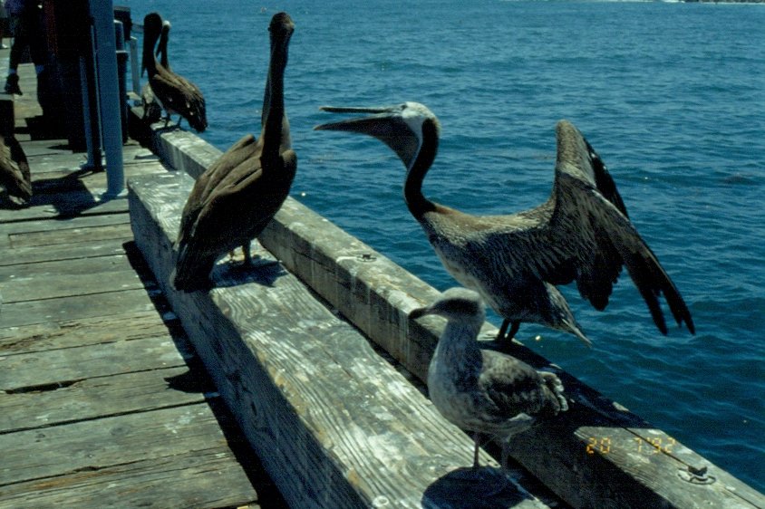Pelikane auf dem Pier bei Monterey / USA. Es sind Braunpelikane (Pelicanus occidentalis). Fotografiert im Jahr 1997 als Dia