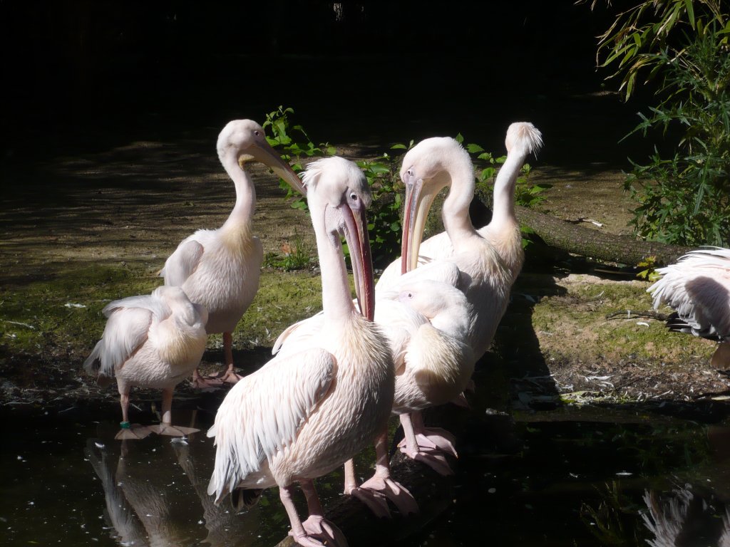 Pelikane im Zoo Kln