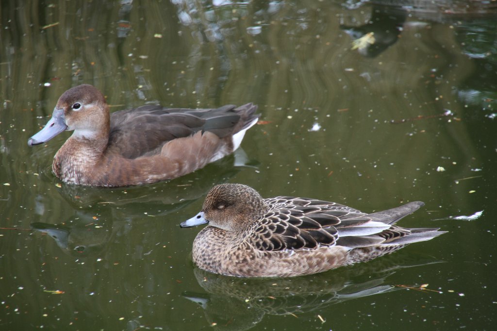 Peposakaente ♀ links (Netta peposaca) und Pfeifente ♀ rechts (Anas penelope) am 26.4.2010 im Vogelpark Eggenstein-Leopoldshafen.