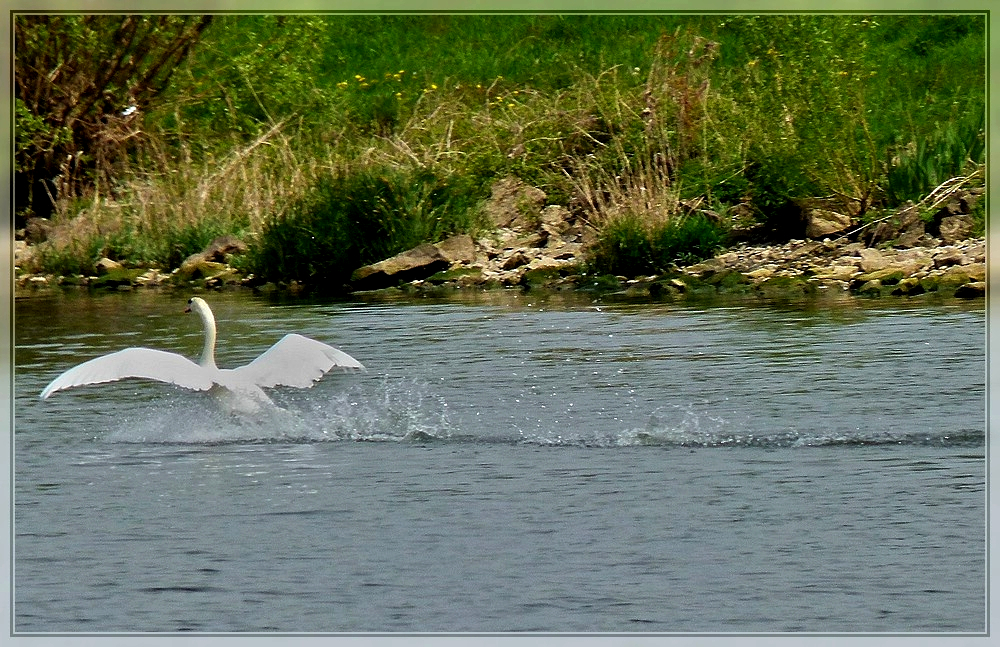 Perfekte Wasserung eines Schwans auf der Mosel. 17.04.2011 (Jeanny)