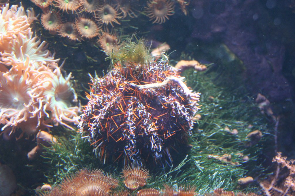 Pfaffenhut-Seeigel (Tripneustes gratilla) am 12.12.2009 im Aquarium des berliner Zoos.