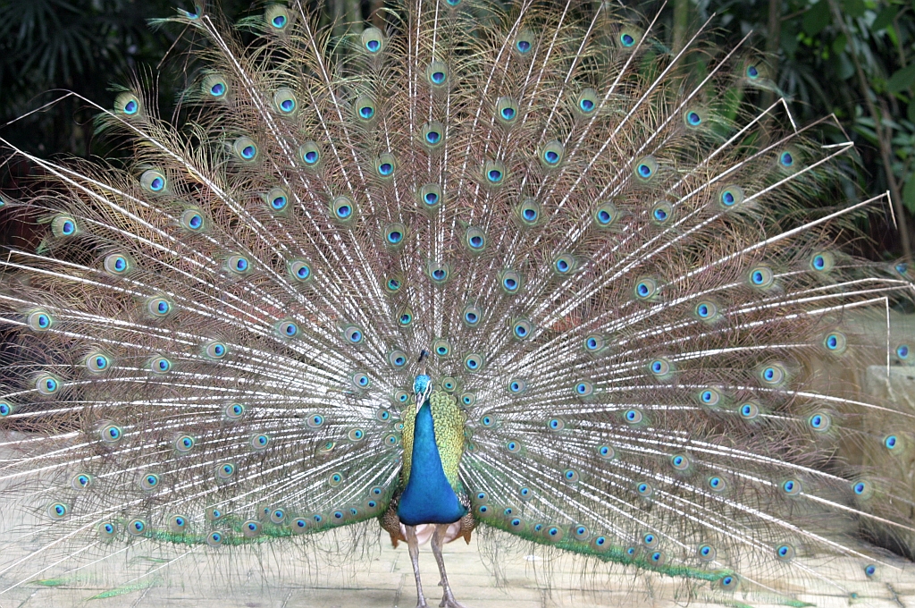 Pfau im Langkawi WildLife Park am 23.Mai 2009.