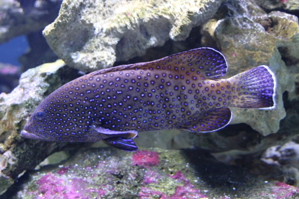 Pfauen-Zackenbarsch (Cephalopholis argus) am 23.4.2010 im Meeresaquarium Zella-Mehlis.