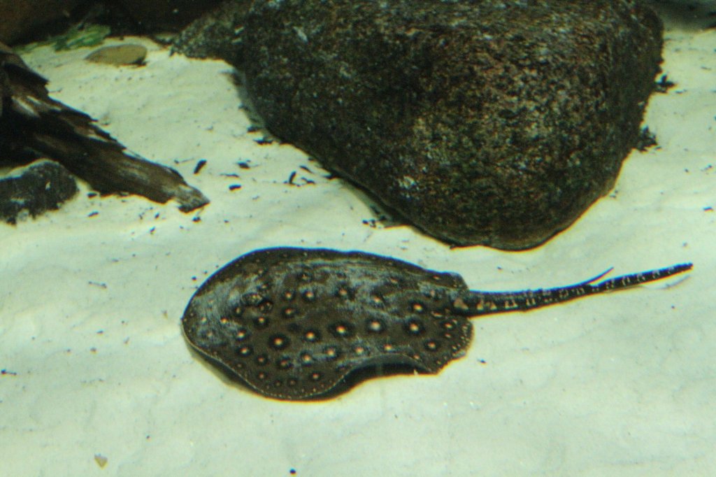 Pfauenaugen-Stechrochen (Potamotrygon motoro) am 12.3.2010 im Zooaquarium Berlin.