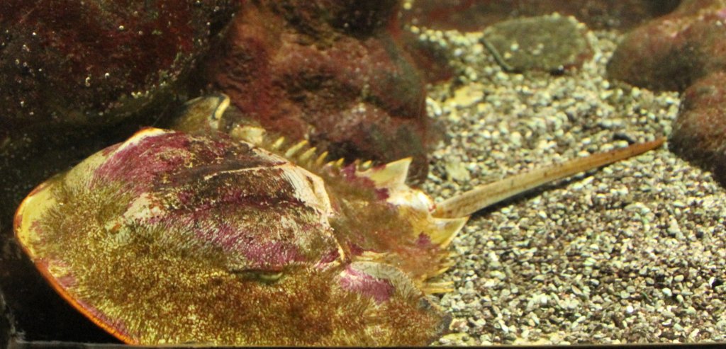 Pfeilschwanzkrebs (Limulus polyphemus) am 9.2.2010 im Vivarium Karlsruhe.