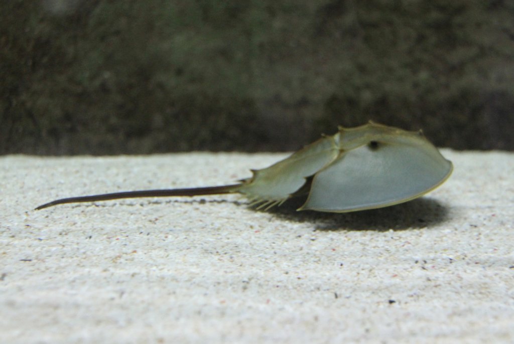 Pfeilschwanzkrebs (Tachypleus gigas) am 12.3.2010 im Zooaquarium Berlin.