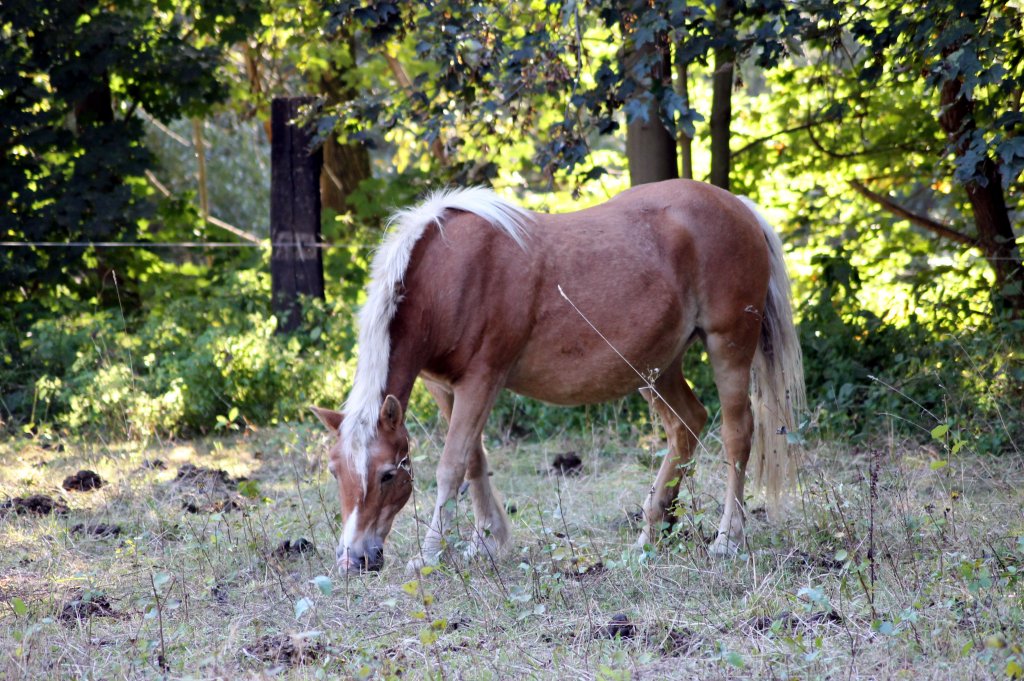 Pferd auf einer Koppel in Zeulenroda. Am 29.09.2011