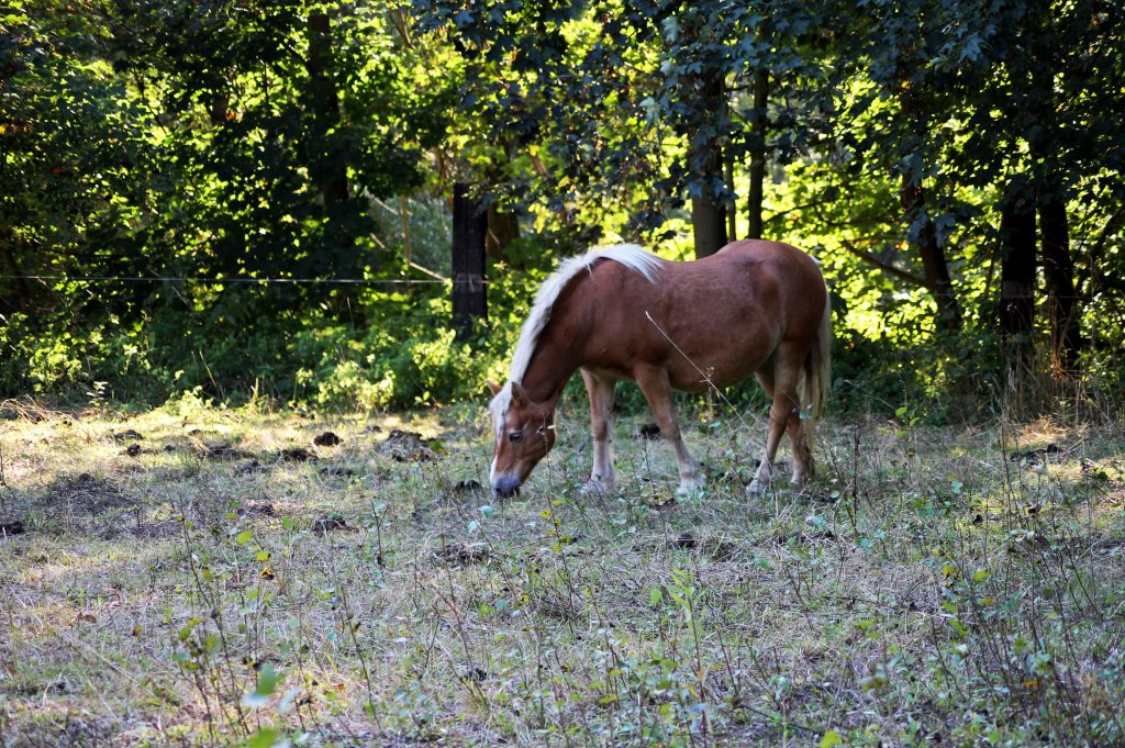 Pferd auf einer Koppel in Zeulenroda. Am 29.09.2011