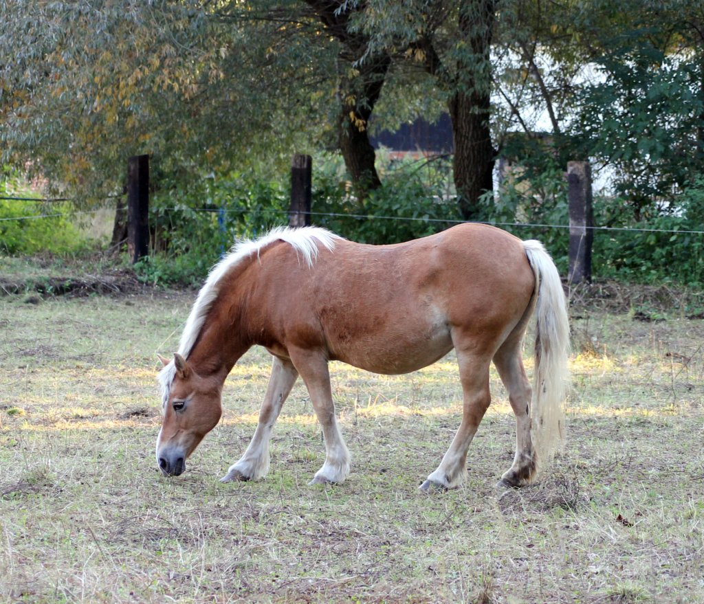 Pferd auf einer Koppel in Zeulenroda. Am 29.09.2011