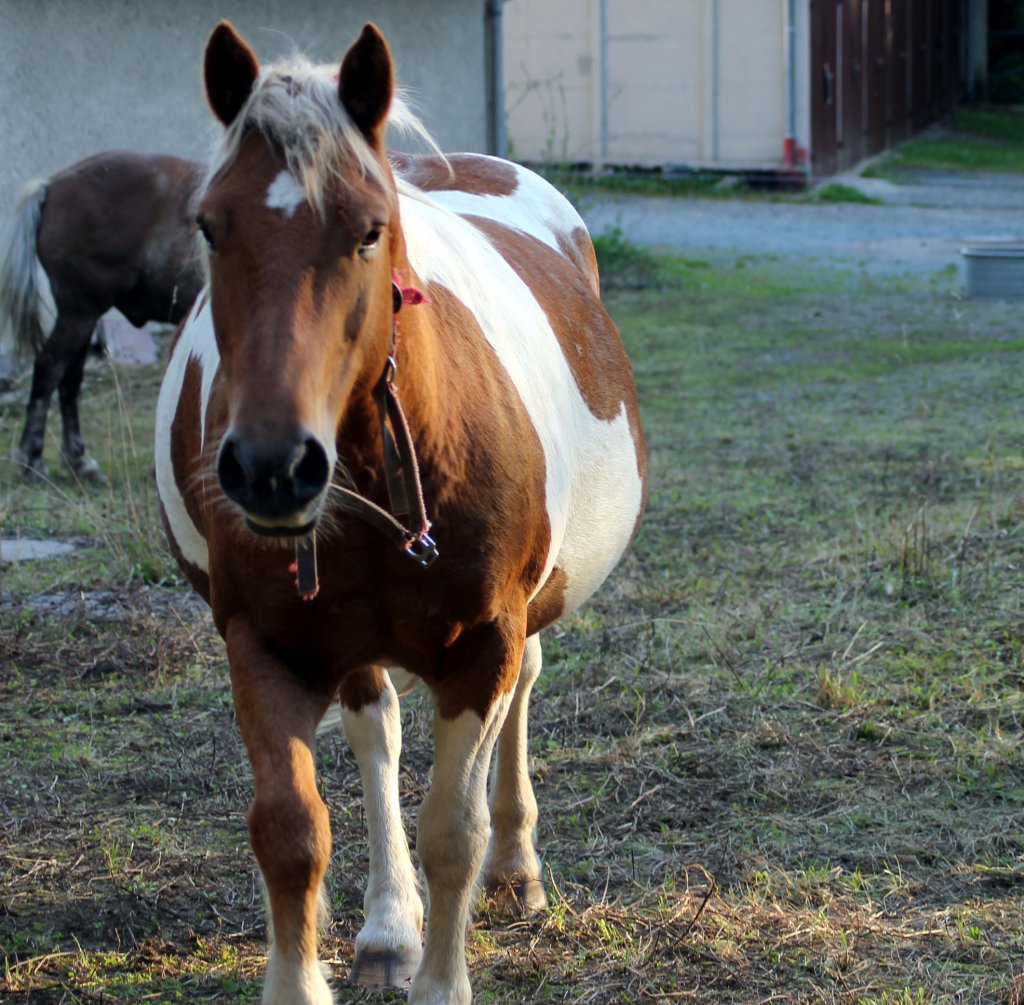 Pferd auf einer Koppel in Zeulenroda. Am 29.09.2011