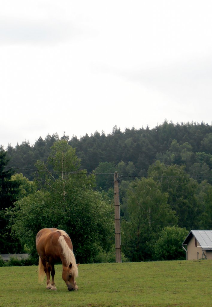 Pferd auf einer Koppel in Zeulenroda. Foto 20.06.12