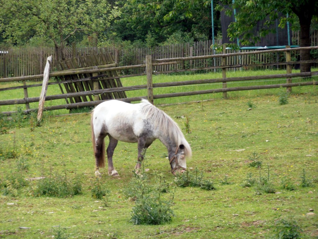 Pferd auf einer Koppel in Zeulenroda. Foto 20.06.12