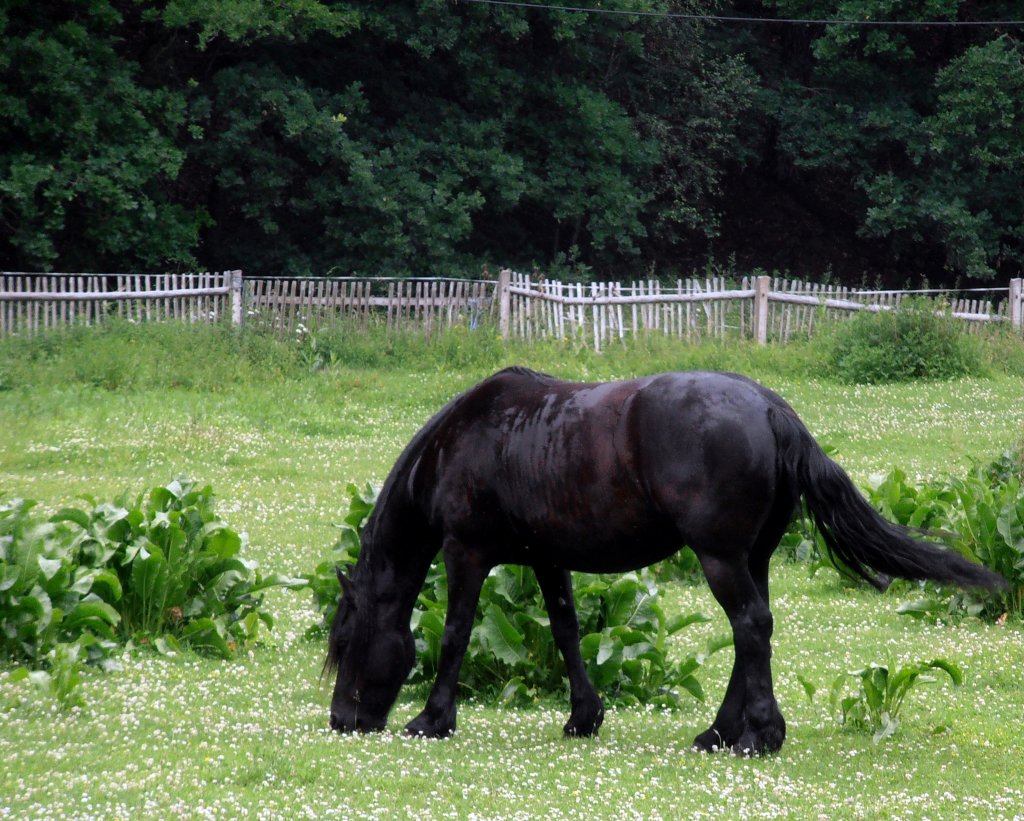 Pferd auf einer Koppel in Zeulenroda. Foto 20.06.12