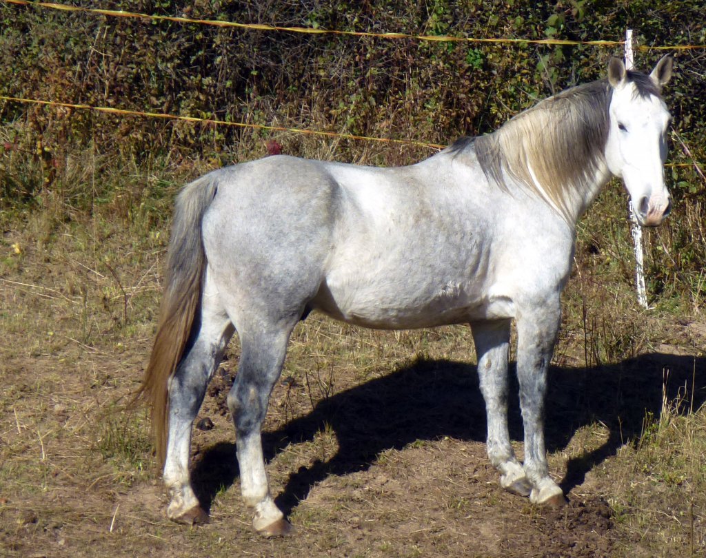 Pferd auf einer Koppel in Zeulenroda. Foto 19.10.2012