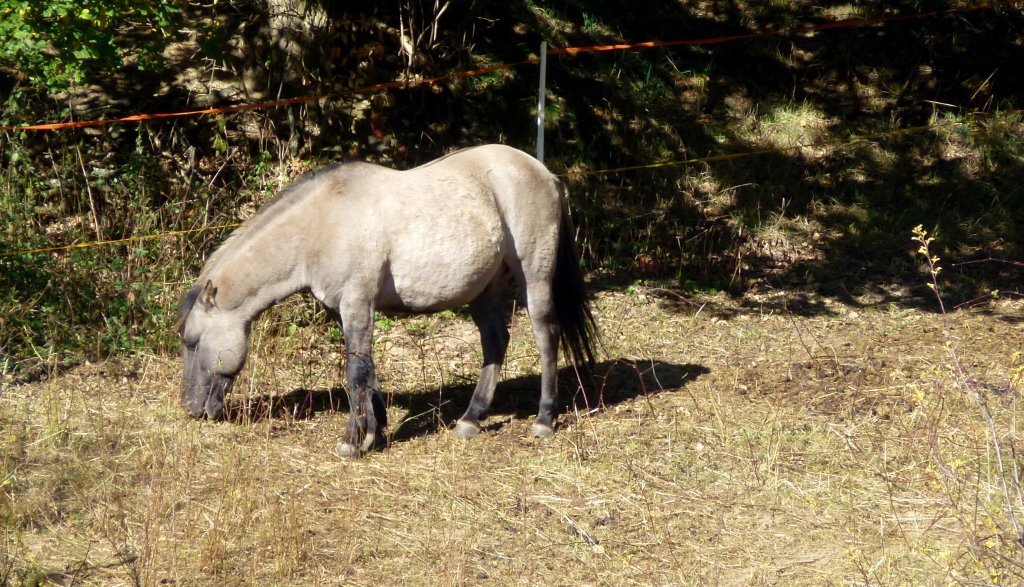 Pferd auf einer Koppel in Zeulenroda. Foto 19.10.2012