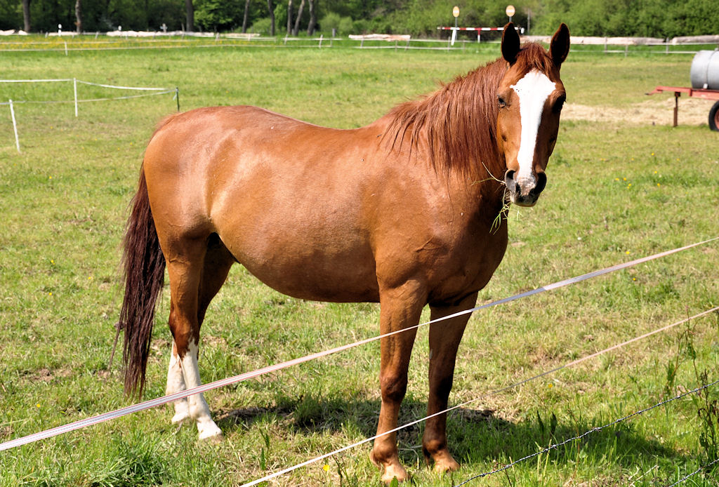 Pferd auf einer Weide an der Steinbachtalsperre bei Euskirchen - 20.05.2010