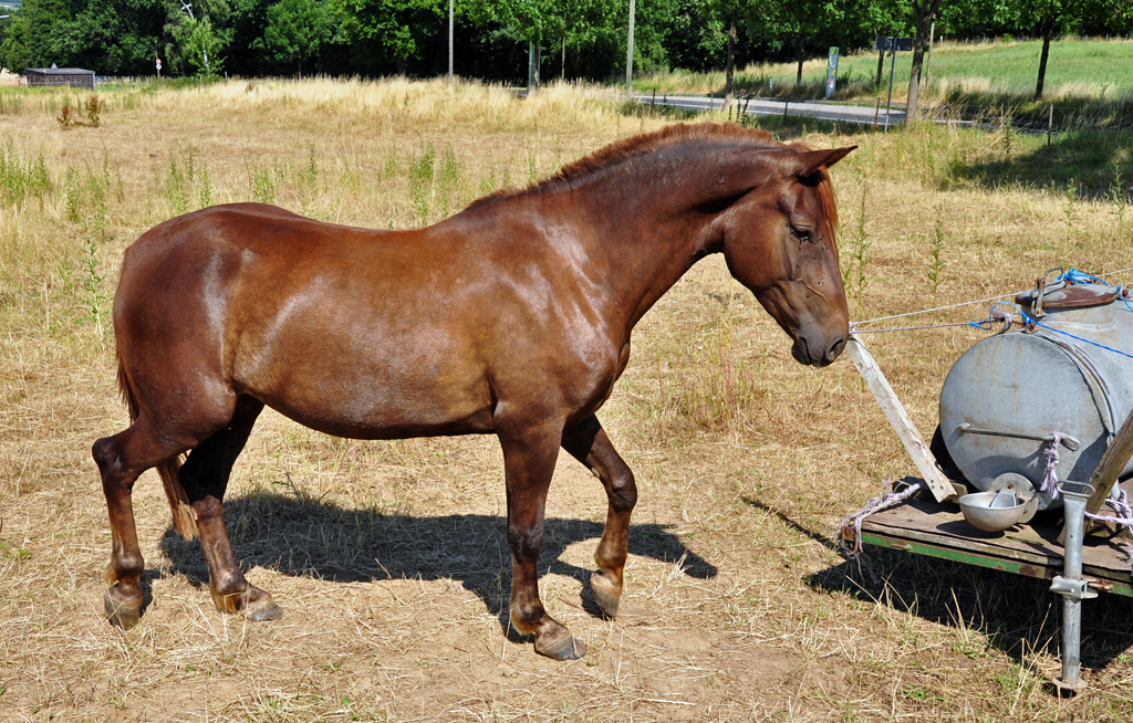 Pferd auf Weide bei Brenig (SU-Kreis) - 18.07.2010