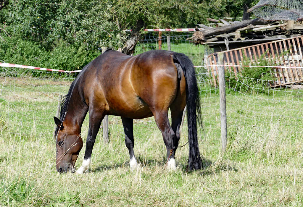 Pferd auf einer Weide bei Euskirchen - 03.08.2017