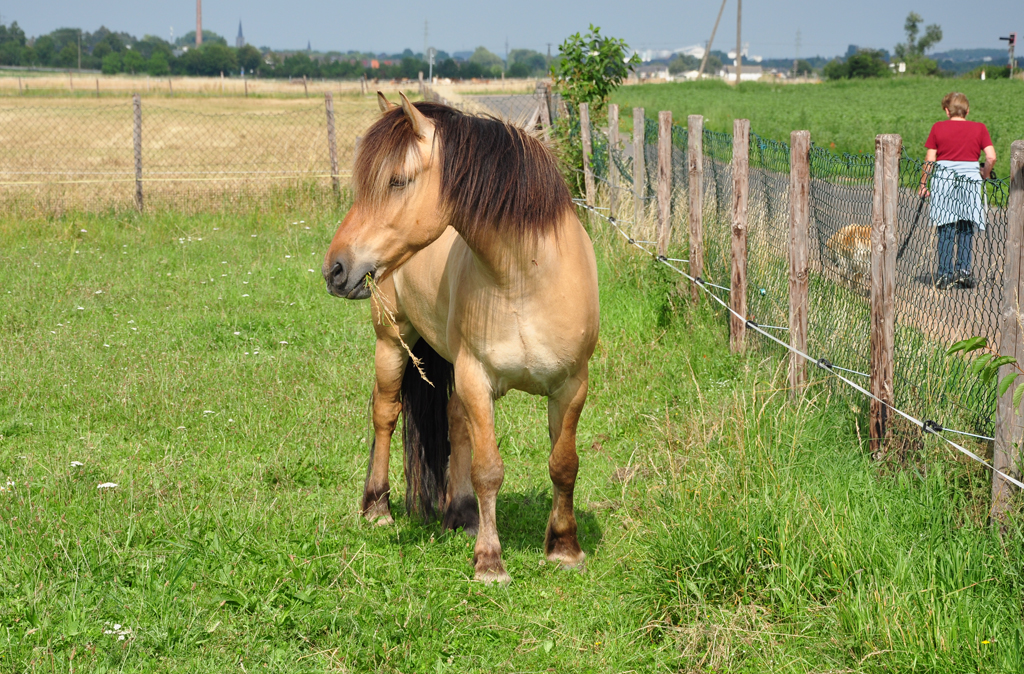 Pferd auf der Weide in Eu-Wikirchen - 28.06.2011