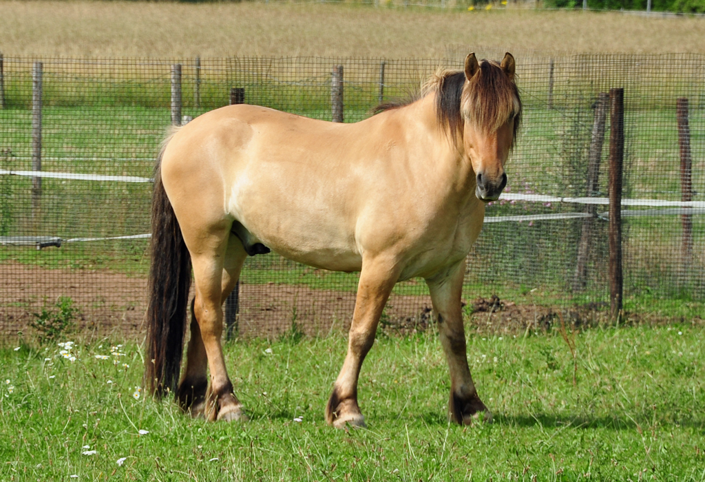 Pferd auf einer Weide in EU-Wikirchen - 28.06.2011