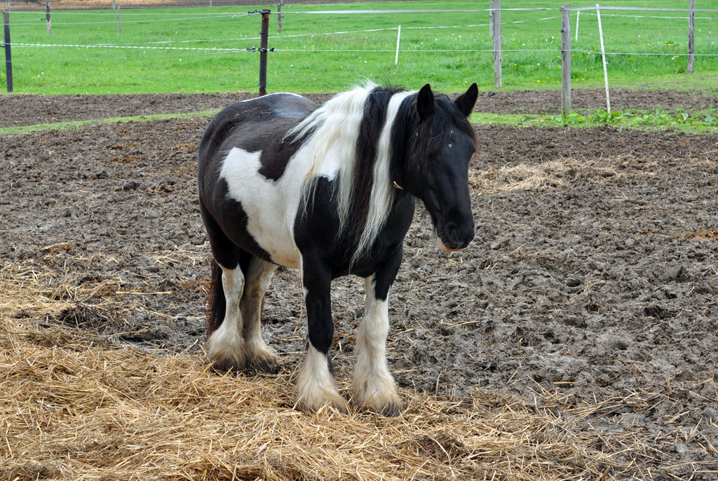 Pferd mit  Winterstiefeln  auf einer Weide in Eu-Schweinheim - 14.05.2010