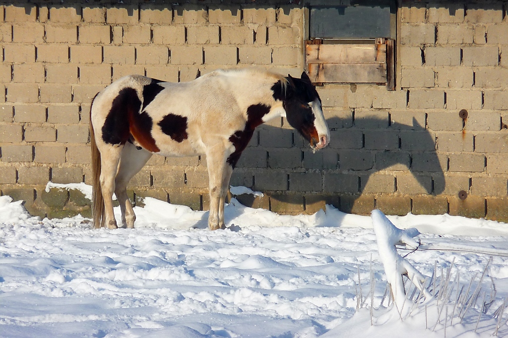 Pferd im Schnee, geniet die Sonne. 

Vorst, 8.12.12