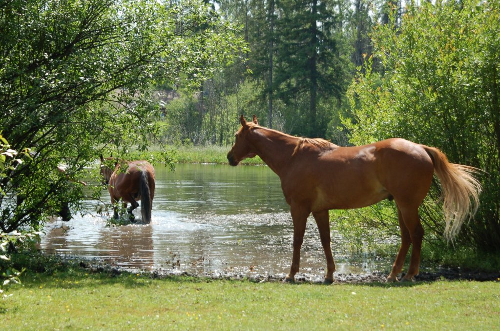 Pferde am / im Spout Lake in der Nhe von Lac La Hache (British Columbia, Canada)
Aufgenommen am 16. Juli 2012.