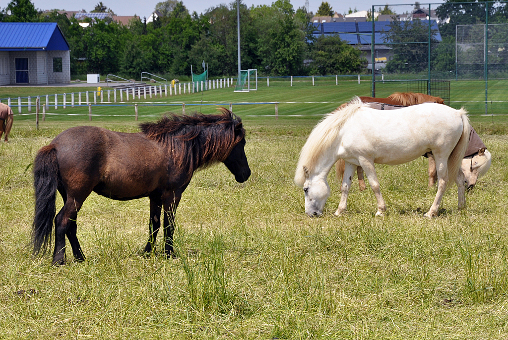 Pferde auf einer Koppel bei Euskirchen - 06.06.2013