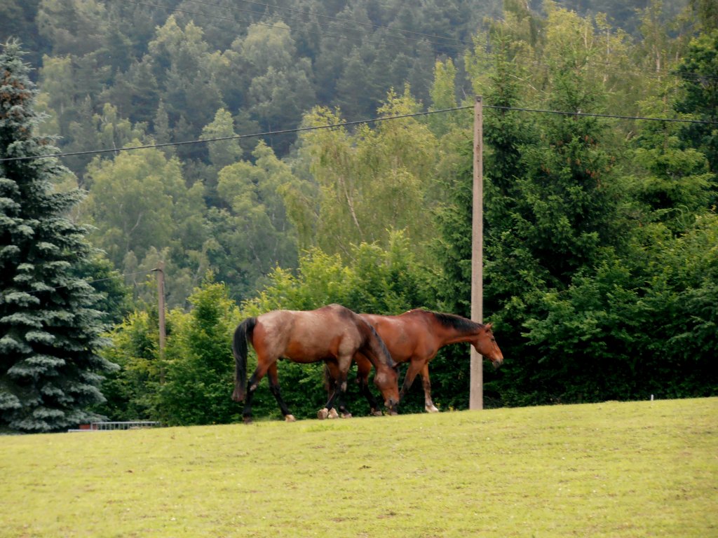 Pferde auf einer Koppel in Zeulenroda. Foto 20.06.12
