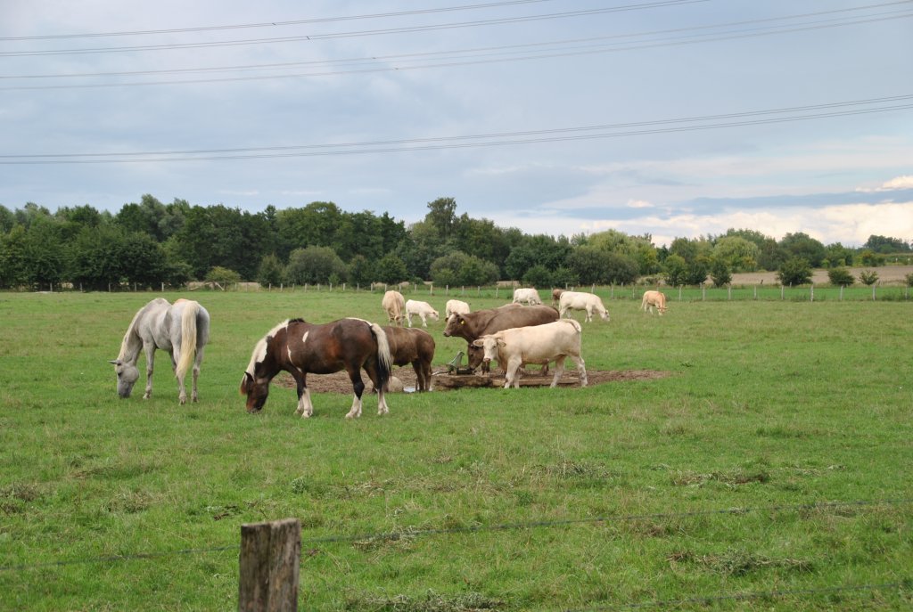 Pferde und Khe in der Gruppe beim fressen, auf einer Weide bei Steinwedel/Lehrte.