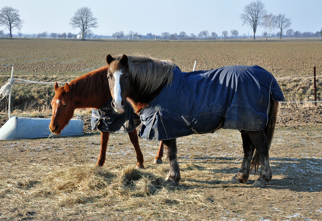 Pferde mit  Wintermantel  bei -8 Grad auf der Weide - Eu-Flamersheim 10.02.2012